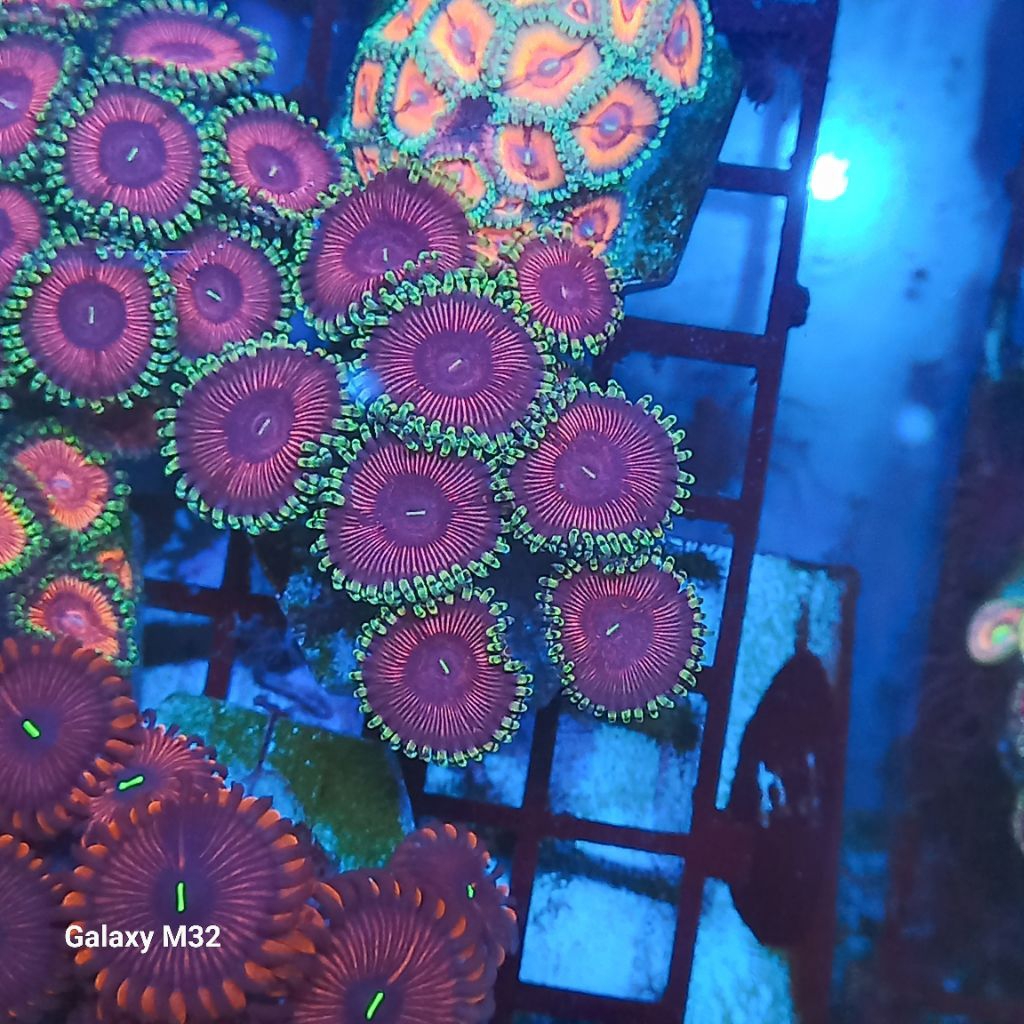 zoa frag 016