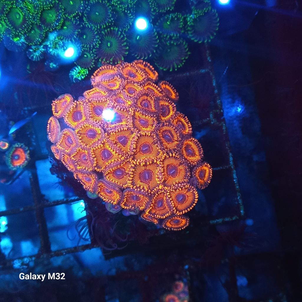 zoa koloni mini WYSIWYG