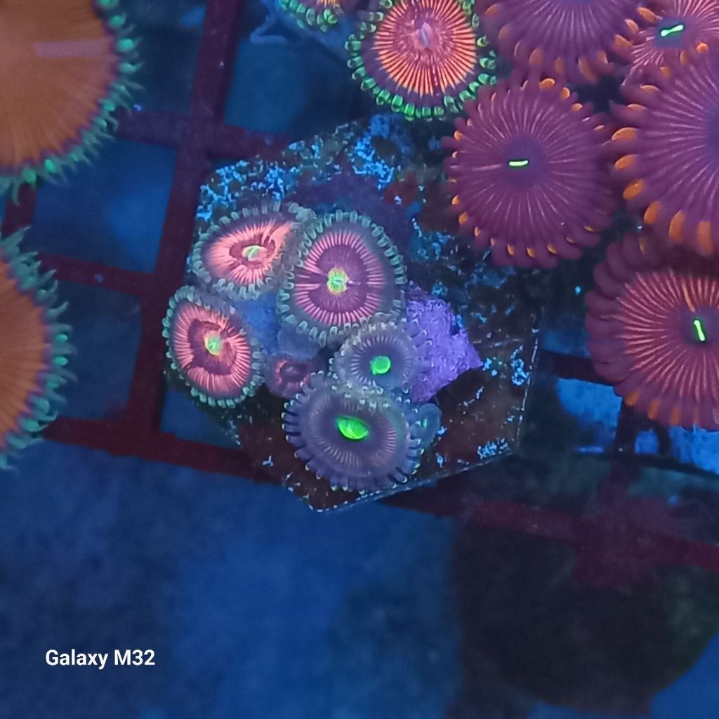 zoa frag 24