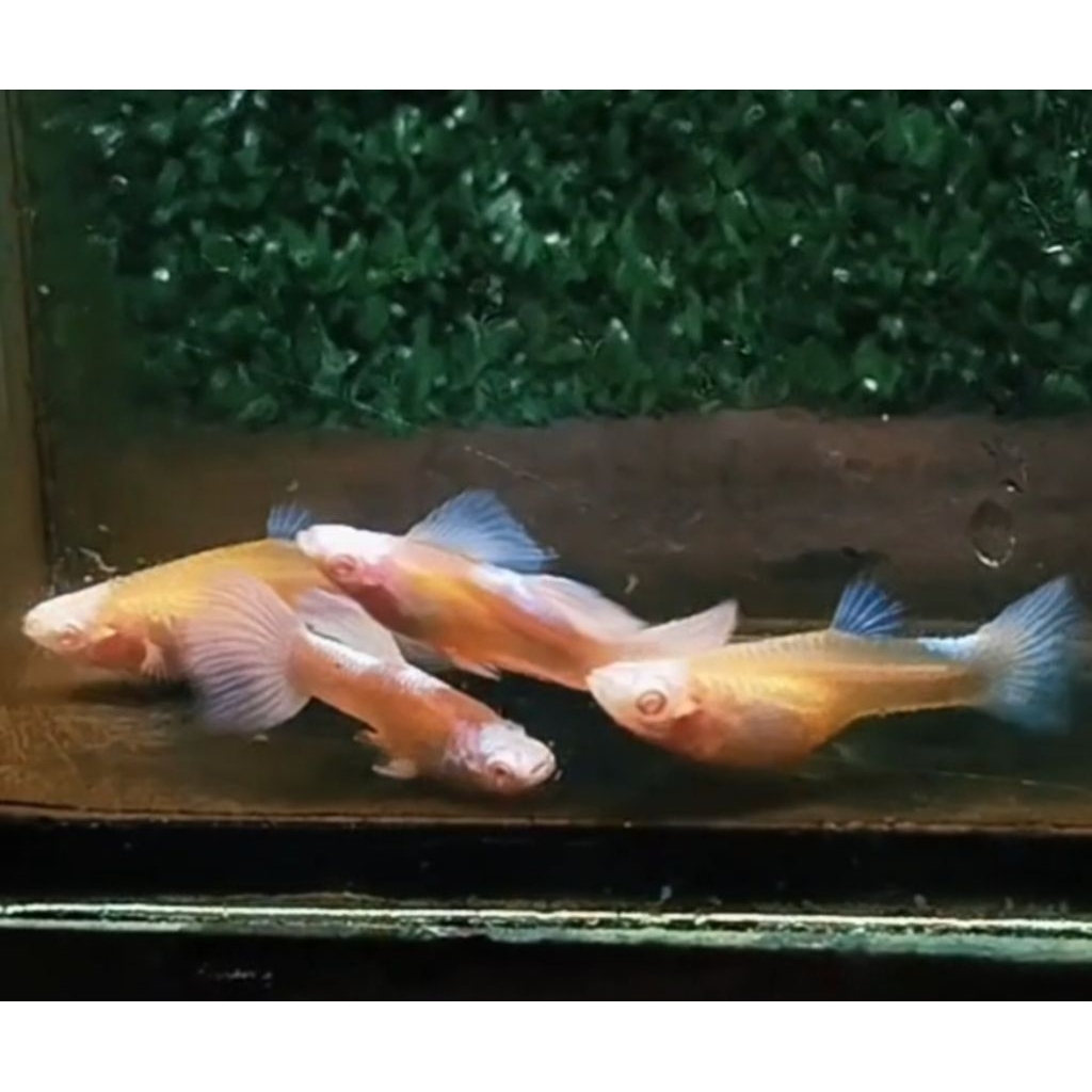 parfum guppy albino blue koi ( 1 pasang )