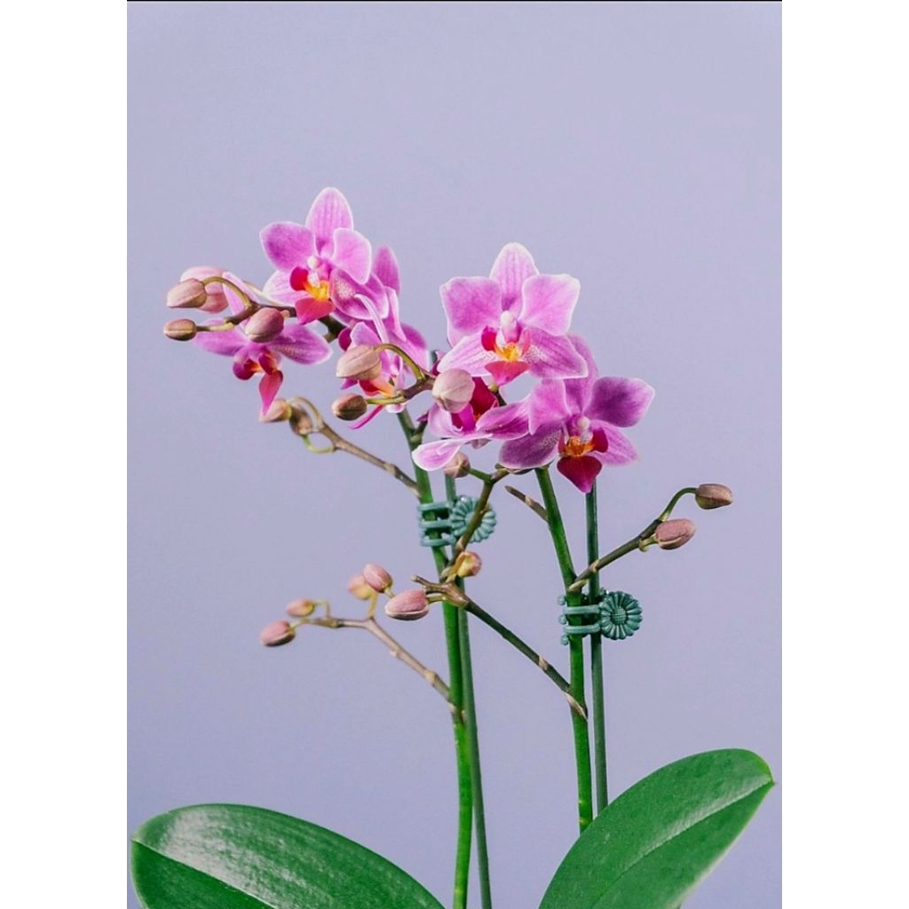 SALE phalaenopsis pulcherima/angbul doritis