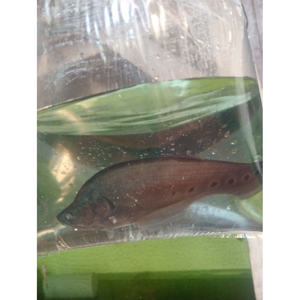 Belida Bangkok 15cm