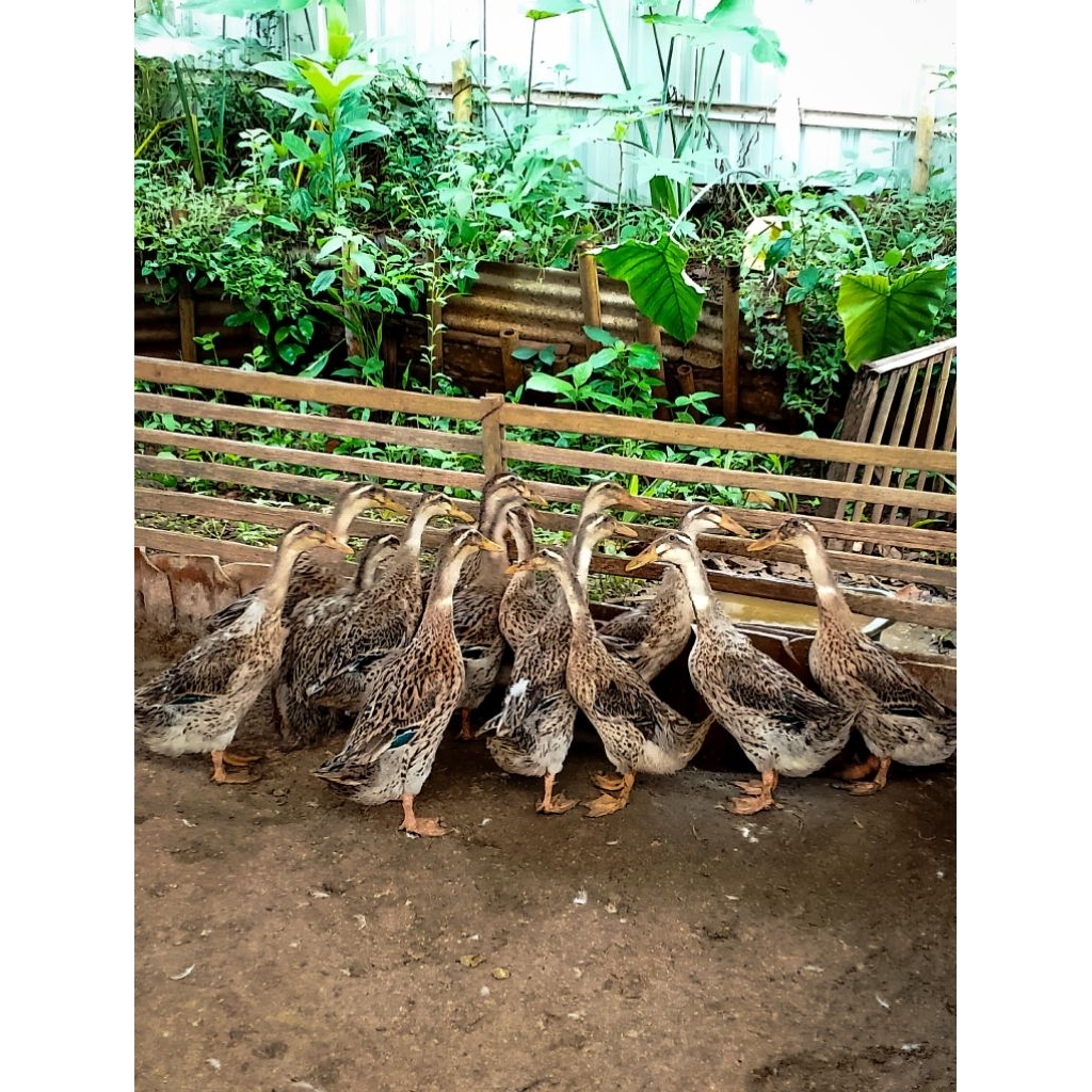 telur fertil/tetas bebek petelur alabio