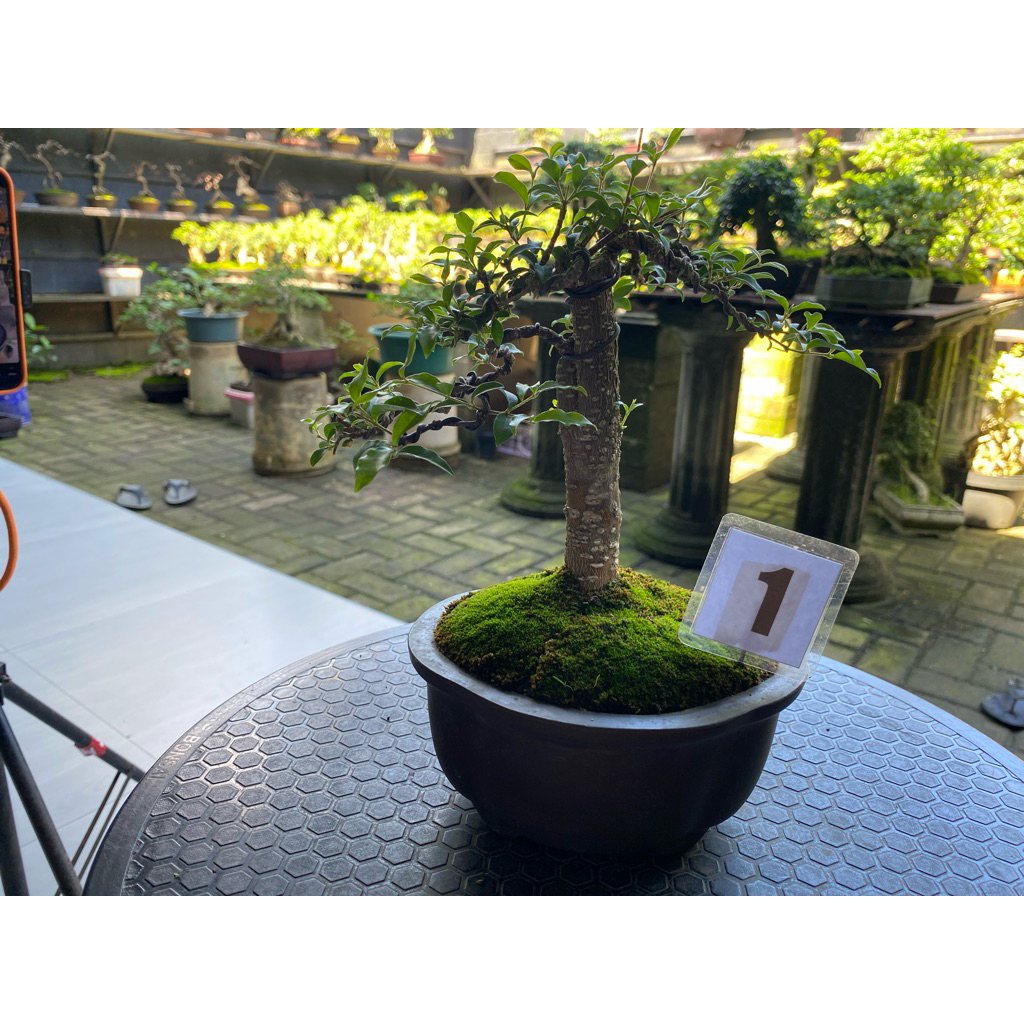 bonsai sakura micro