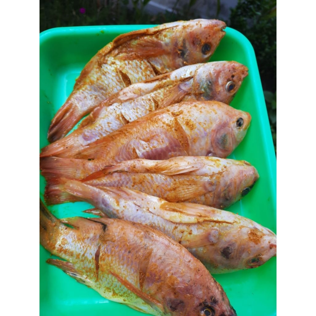 ikan nila frozen food berbumbu siap masak