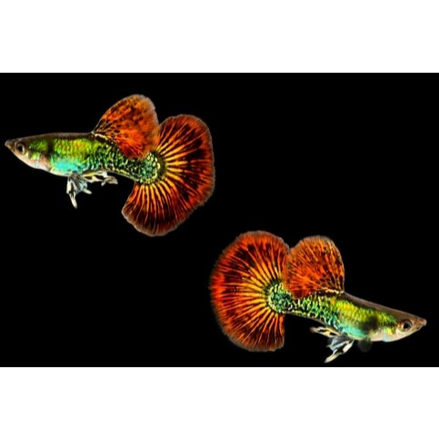 Hiasan Aquarium - Guppy Platinum Red Dragon