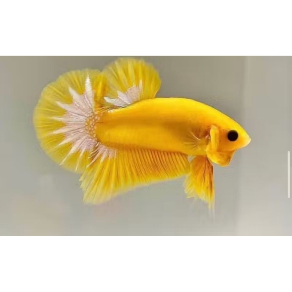 Ikan cupang Jenis Yellow Fancy