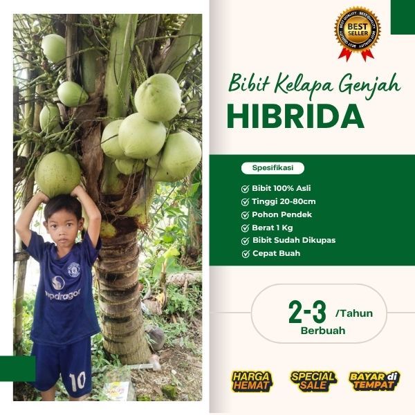 TERLARIS  Bibit Kelapa Hibrida Genjah, Bibit Kelapa Hibrida Hijau, Bibit Kelapa Hibrida Jumbo