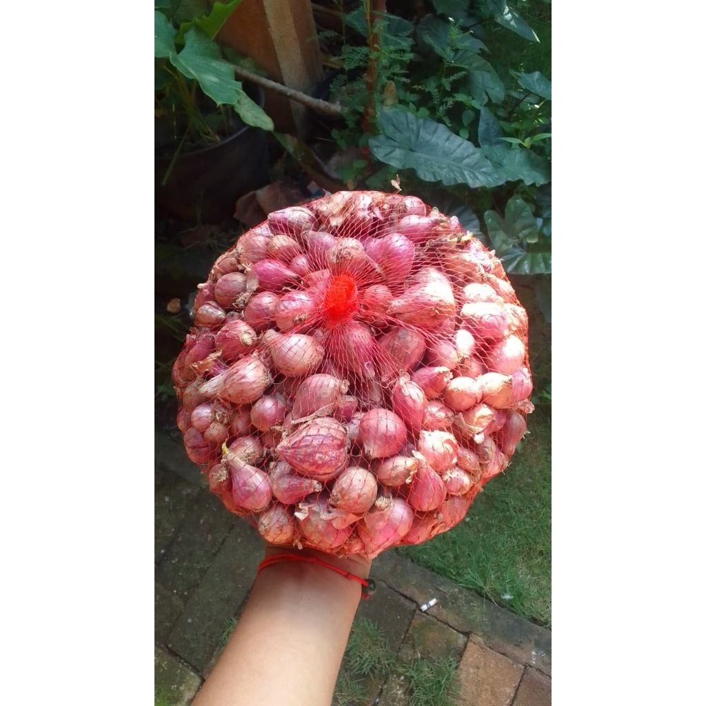 Bawang merah lokal