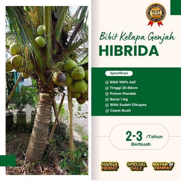 TERJAMIN  Bibit Kelapa Hibrida Jumbo, Bibit Kelapa Hibrida Khina, Bibit Kelapa Hibrida Pendek