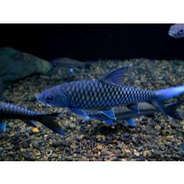 Ikan Blue Masheer 8 cm