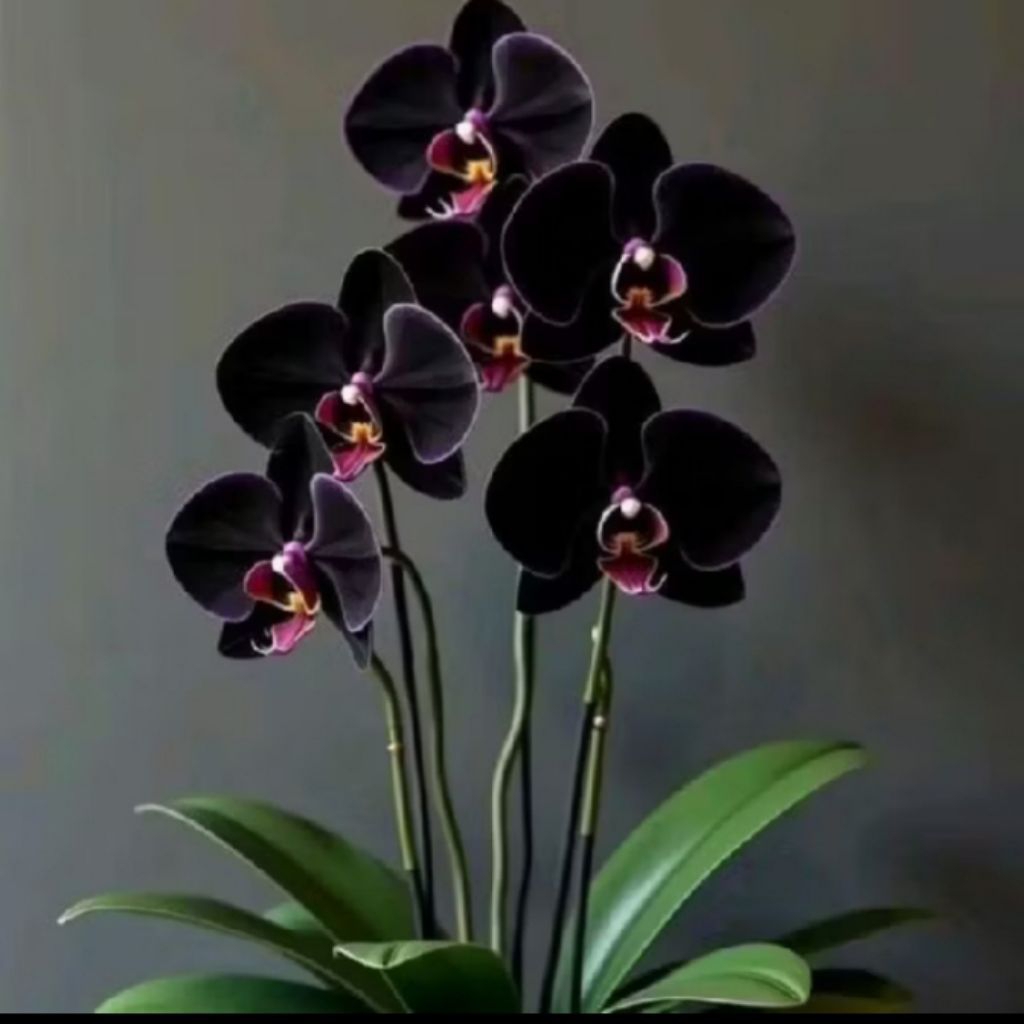 anggrek bulan bunga hitam dewasa