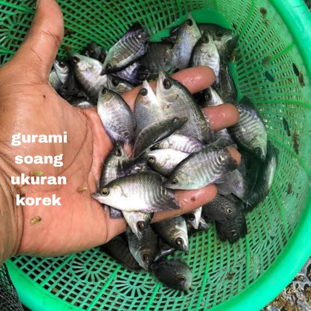 Bibit gurame ukuran korek ikan gurame