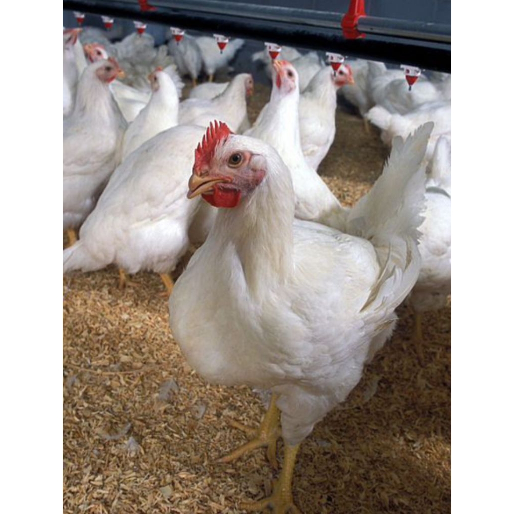 AYAM BROILER HIDUP BERKUALITAS — Baca Deskripsi Sebelum Membeli