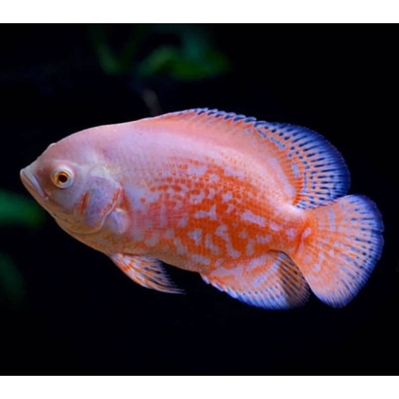 Ikanesia - Ikan Hias Oscar Red Albino 7-10 cm