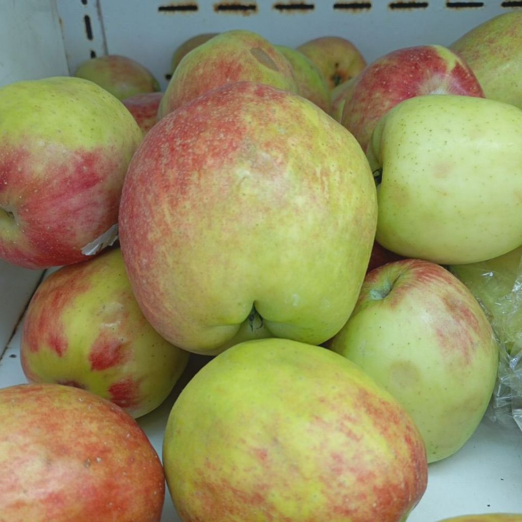 Apel Ana Segar 1kg Apple Fresh Buah Buahan