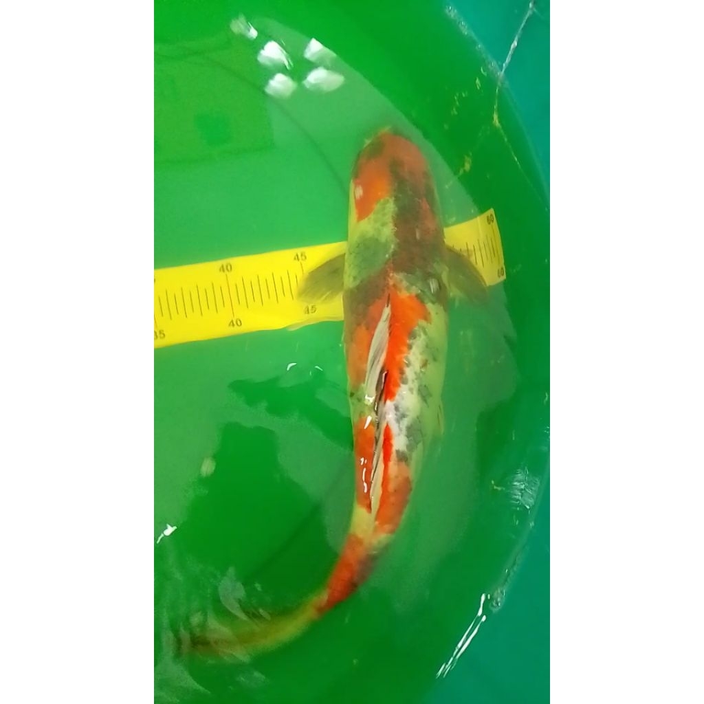 Ikan koi jenis Kage Showa 40cm pola original