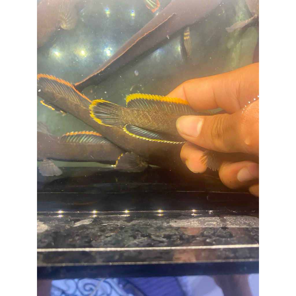 Channa Limbata Ikan Hias Air Tawar Ukuran 10-20 cm