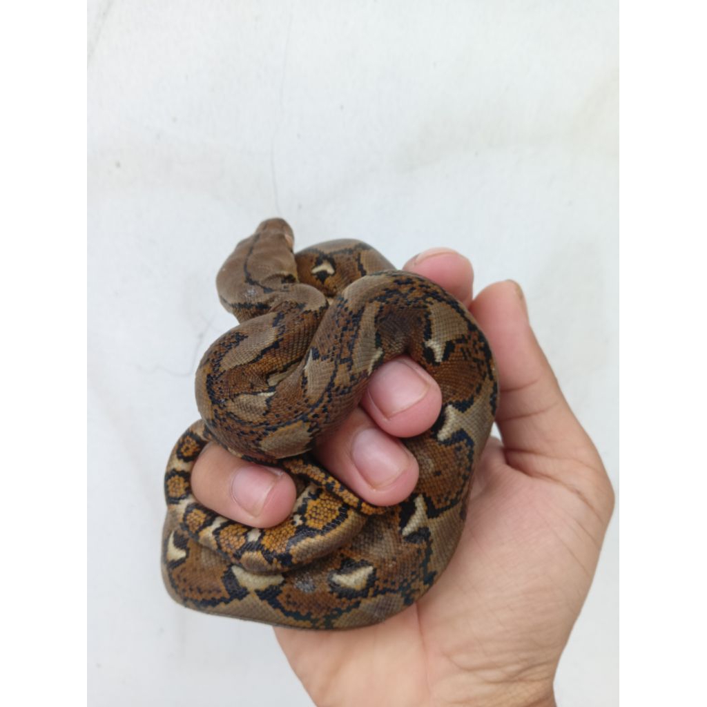 mainan/baby/retic
