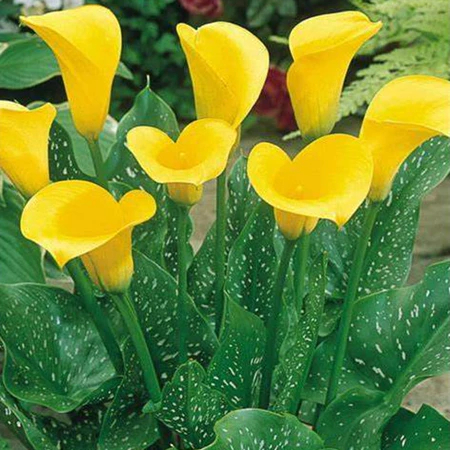 Benih Bunga Calla Lili Kuning Isi 4 Biji Bibit Tanaman Yellow Calla Lily Flower Seeds