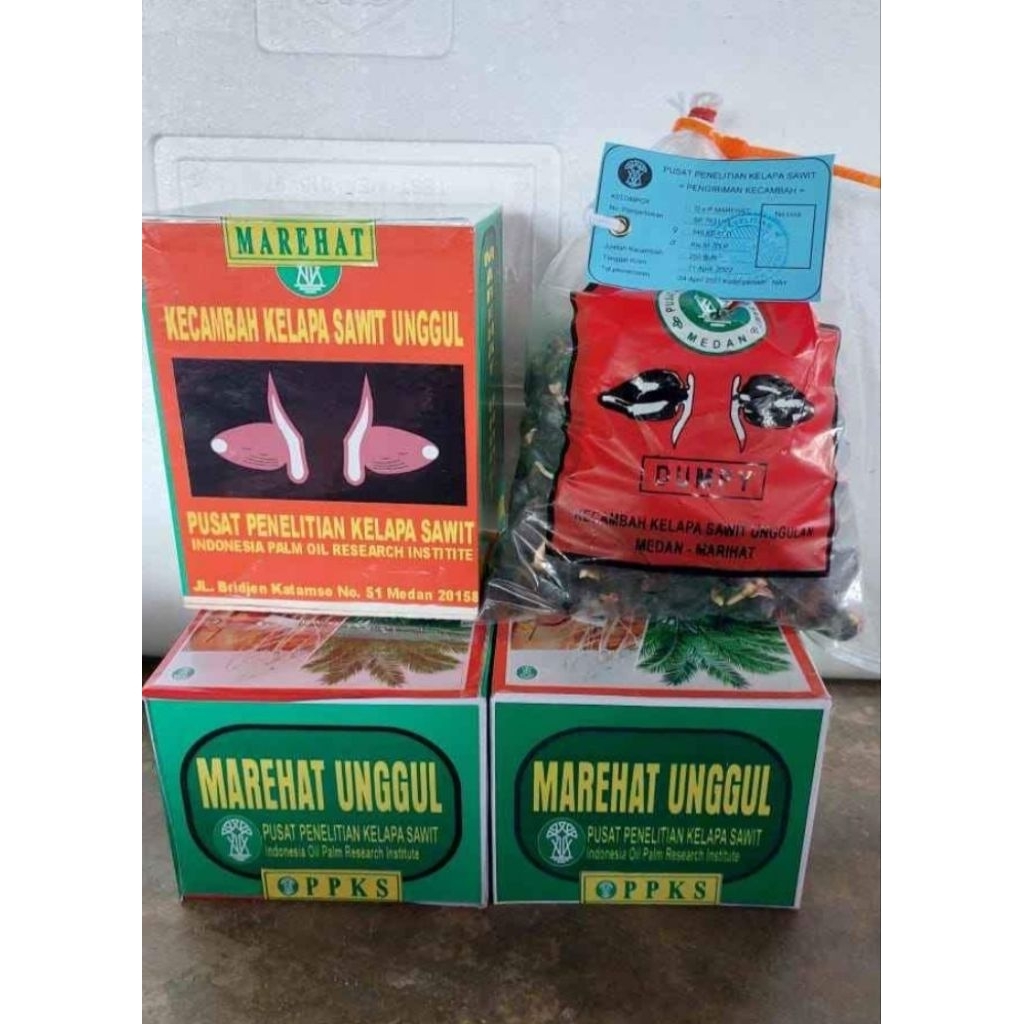 Kecambah sawit Marihat Dumpy
