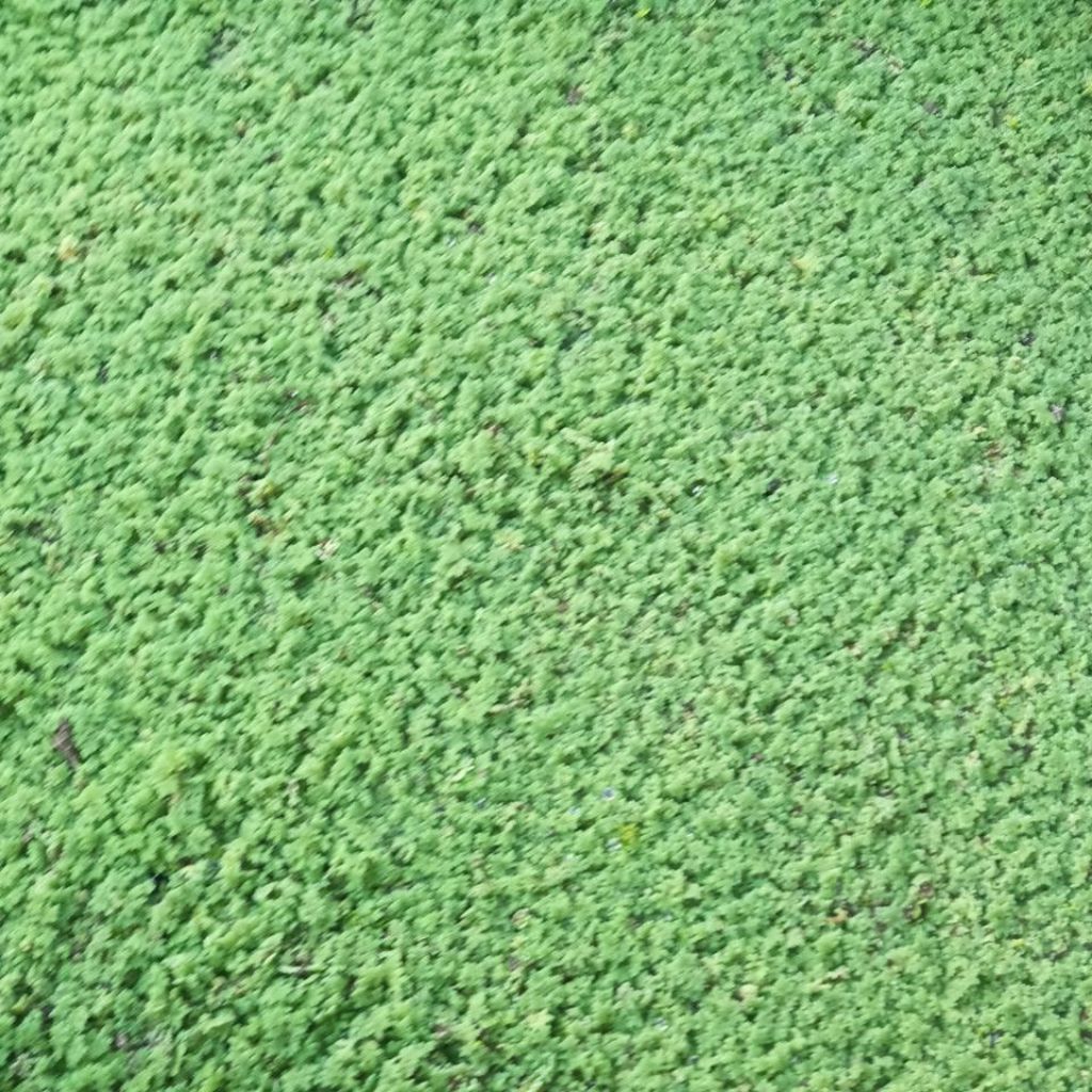 Bibit Azolla