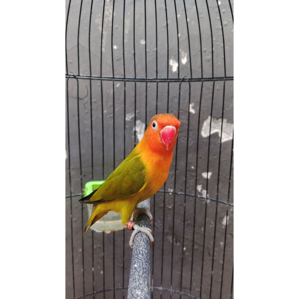 burung Lovebird pastelhijau/olive