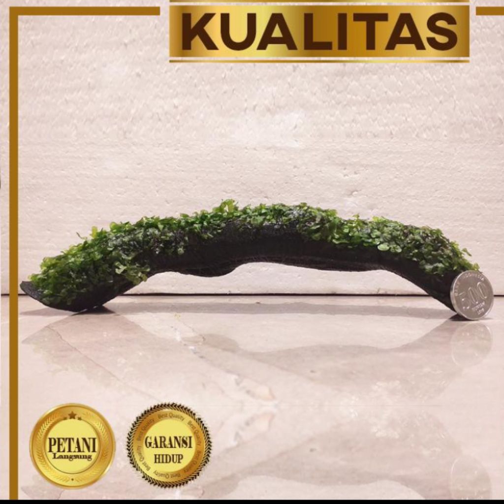 aman Air Aquascape Moss Pelia Media Akar Tumbuhan Aquarium Low C02