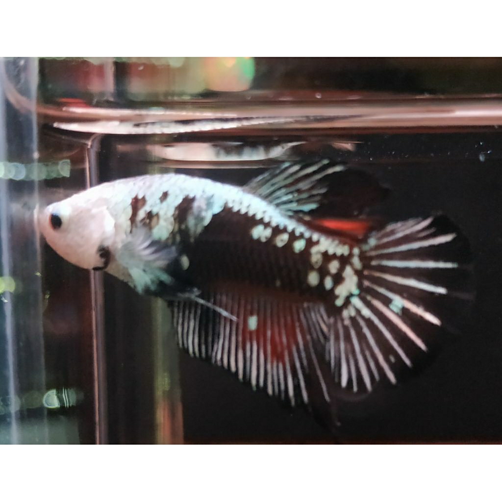 ikan cupang black samurai