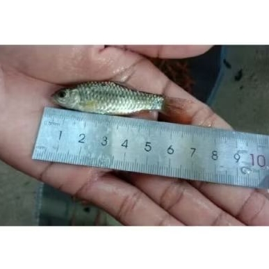 ikan wader sungai hidup 7-17cm Khusus Instan kecuali siap nanggung RESIKO