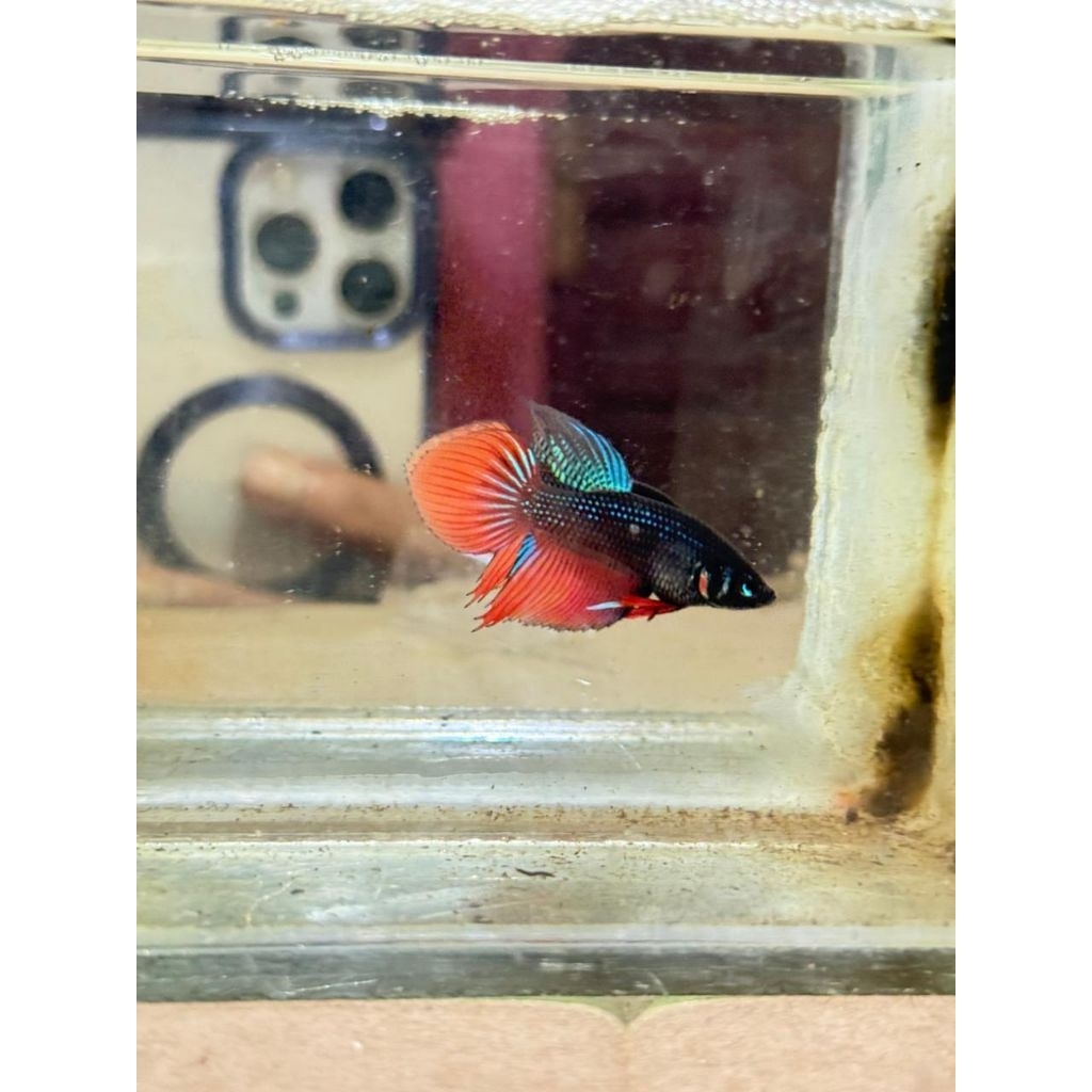 Wild Betta / Cupang Alam