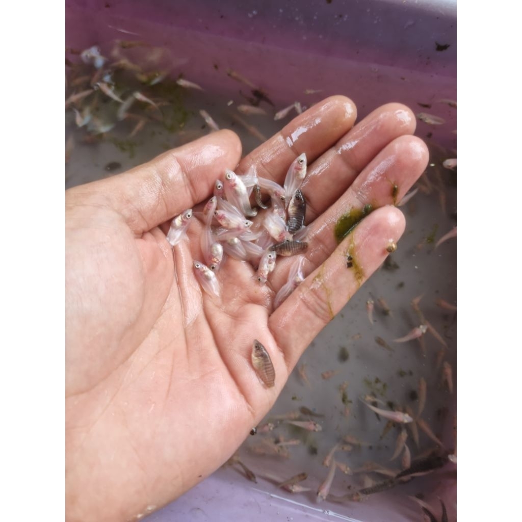 Terbaru bibit gurame padang ukuran nguaci aktif sehat dan berkualitas.