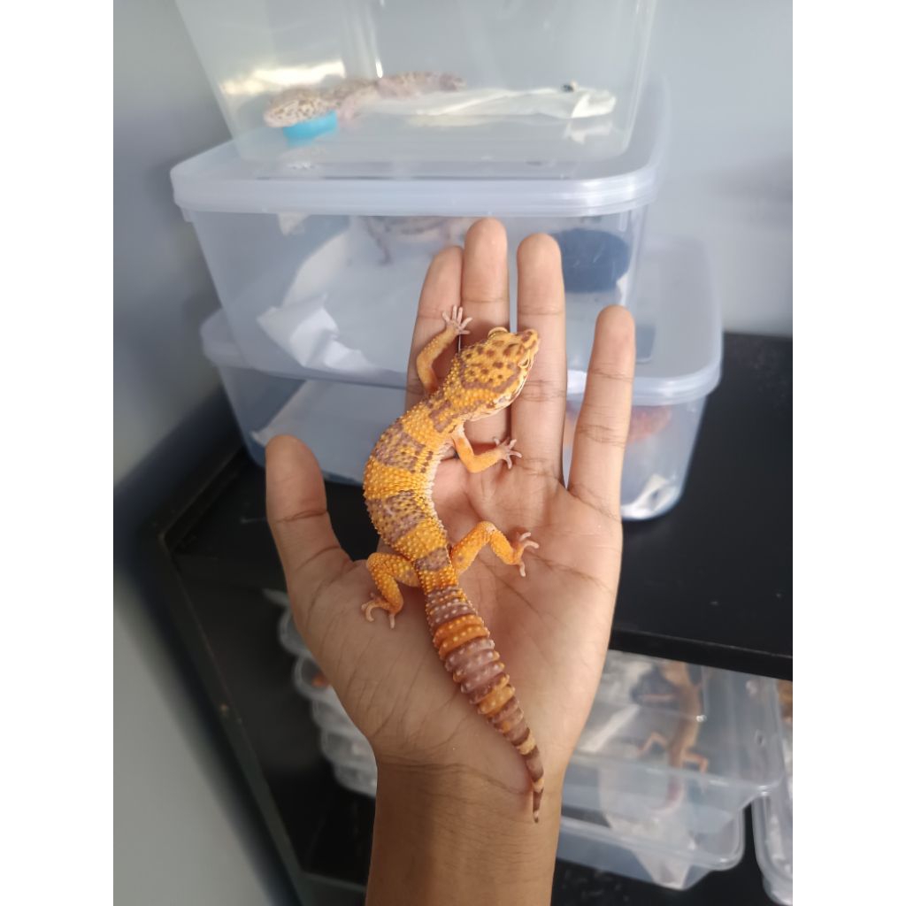Stiker Gecko Bell SHTCT
