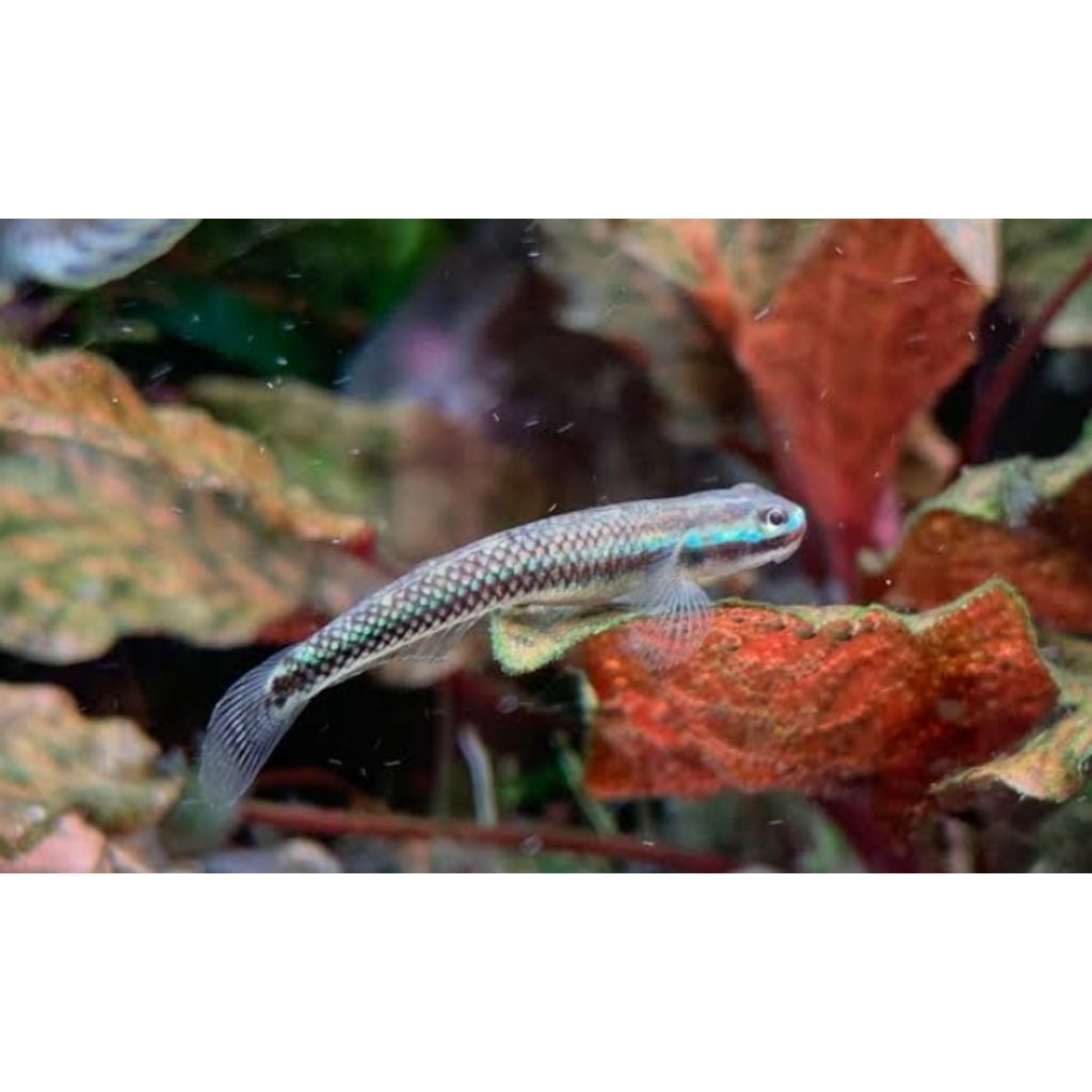 blue neon goby aquascape