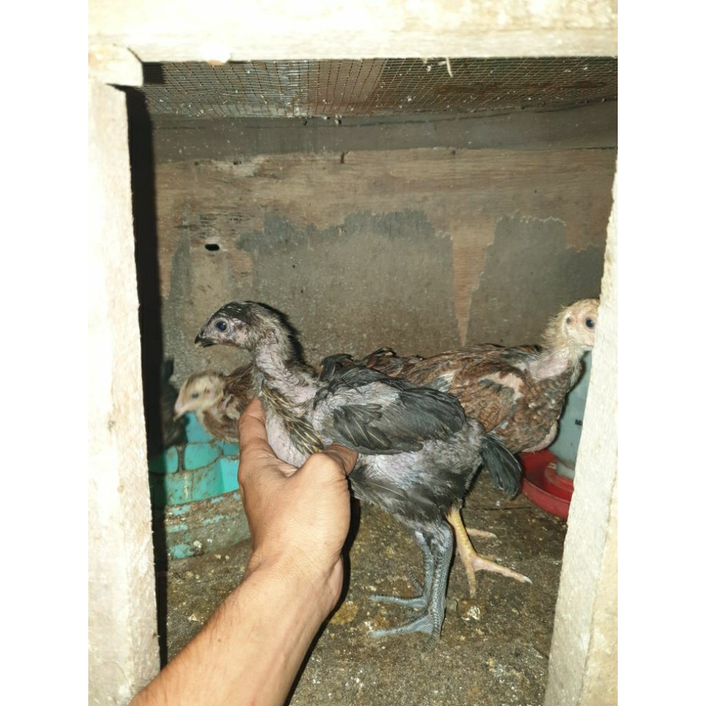 Anak ayam bangkok × pelung
