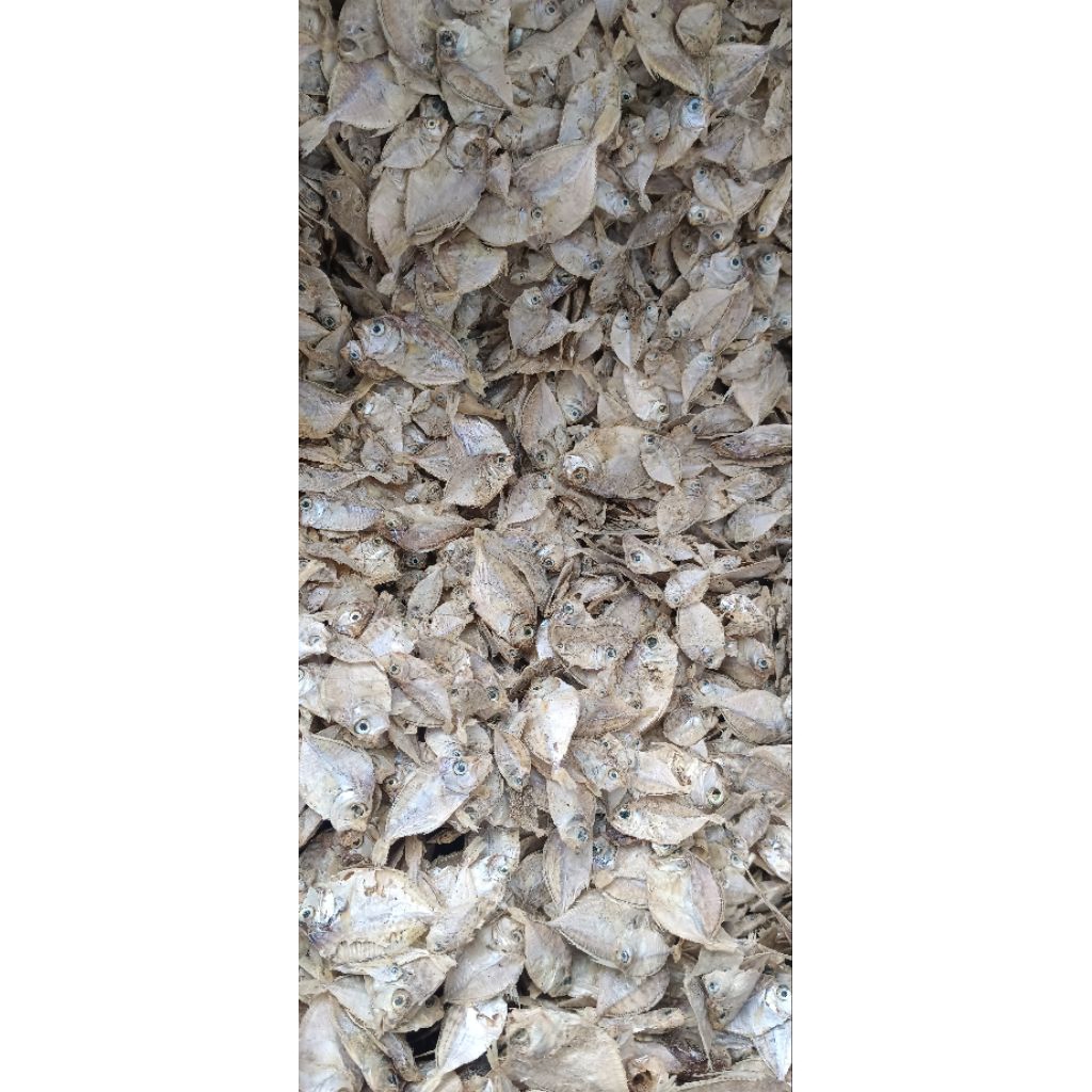 ikan petek kecil tawar/kempar tawar