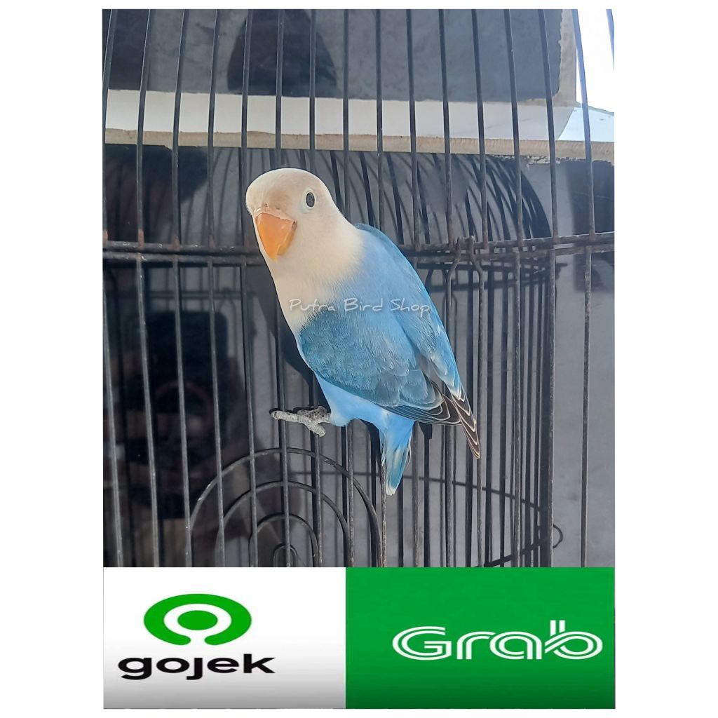 Love Bird Biola Ewing Prospek Paud/Balibu