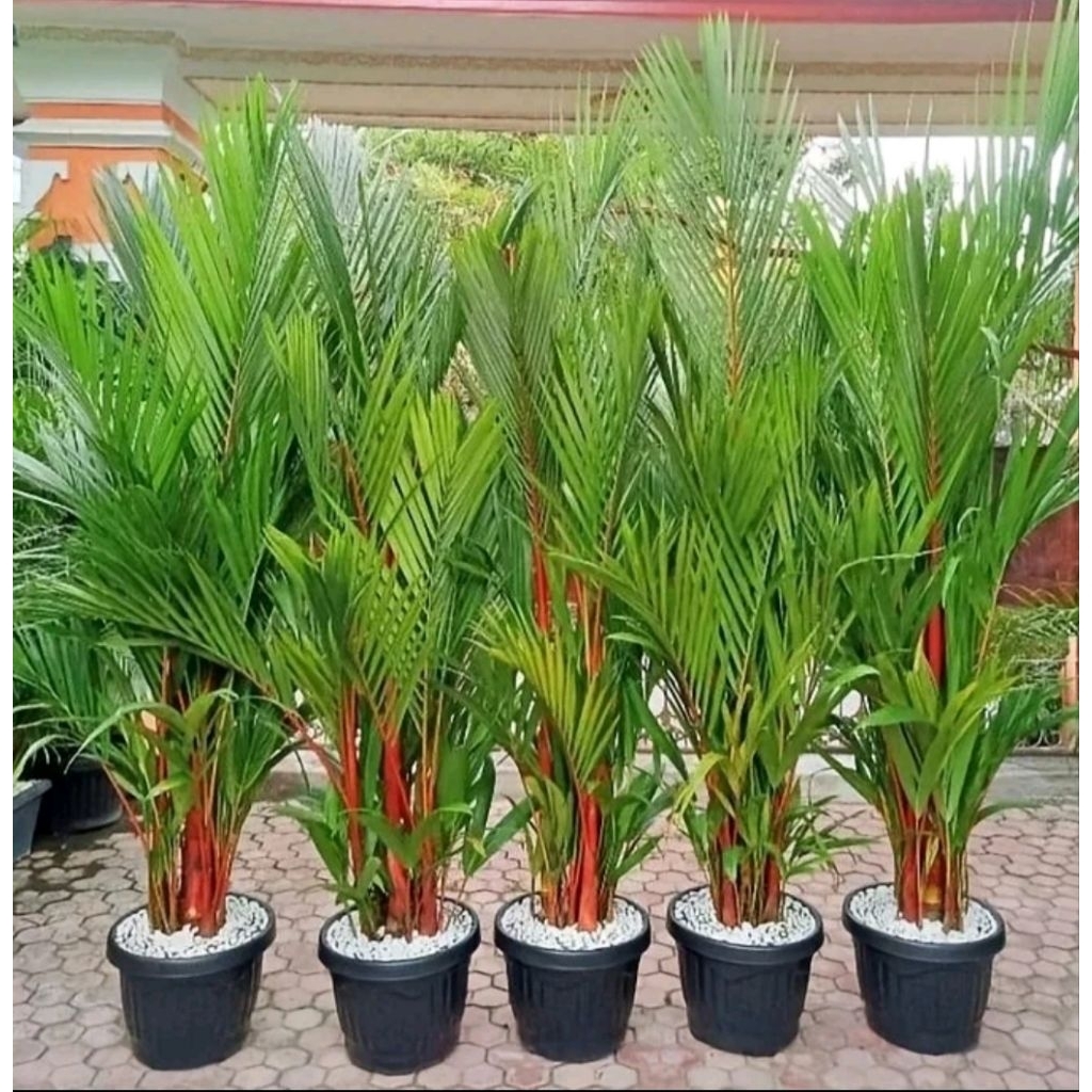 tanaman palem merah + pot