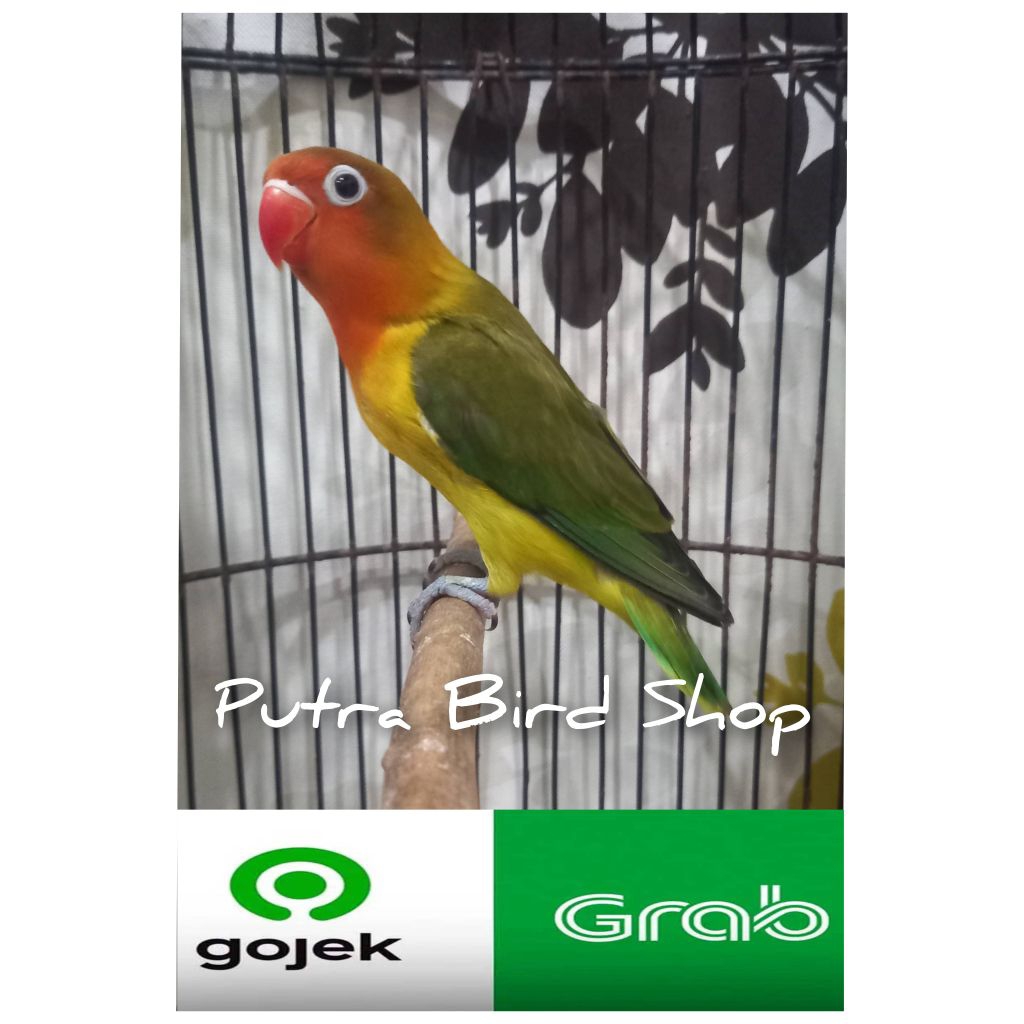 Love Bird Ewing Green Balibu/Paud