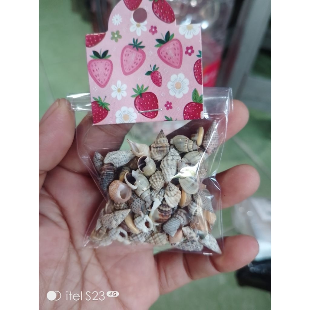 20 gr kerang kelomang ukuran kecil kecil bangettt