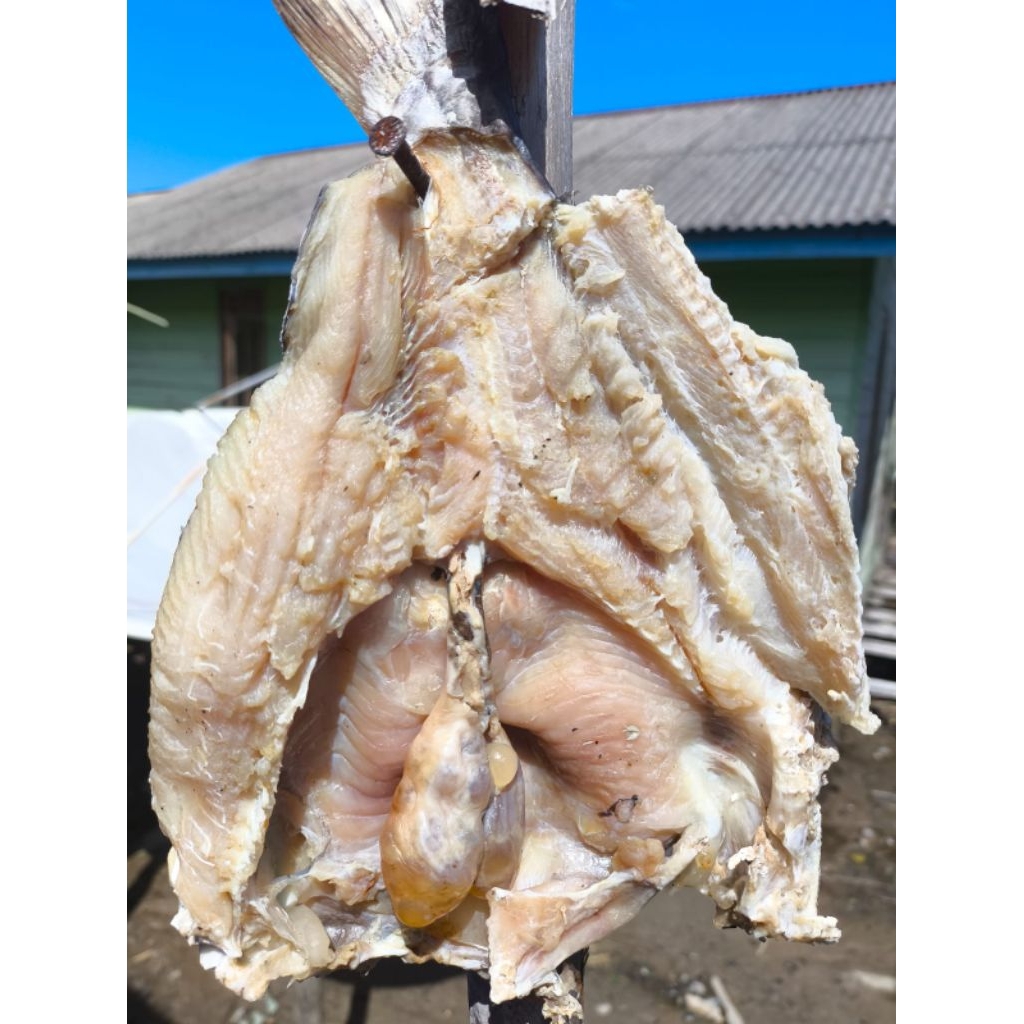 ikan asin bertelur