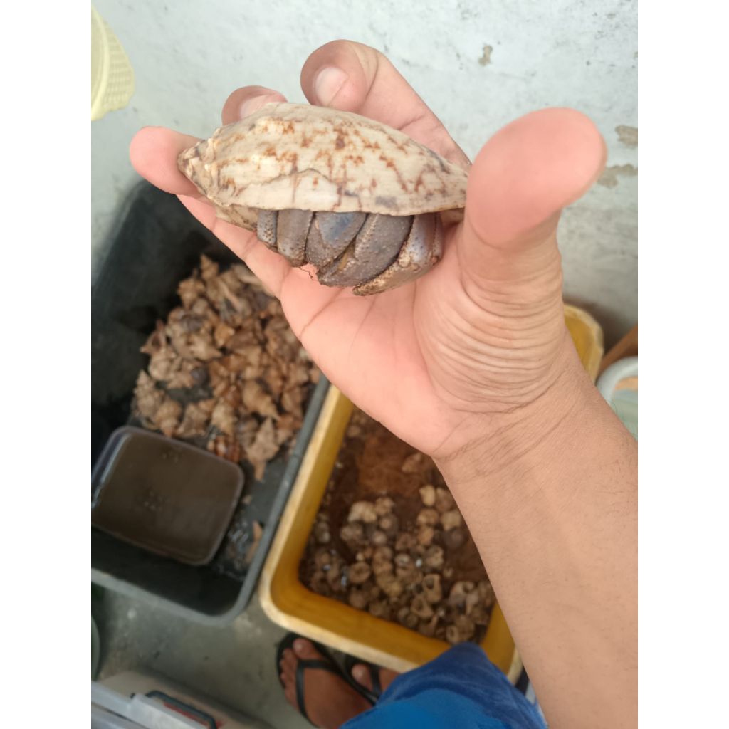 Umang type cangkang mata lembu L-xl