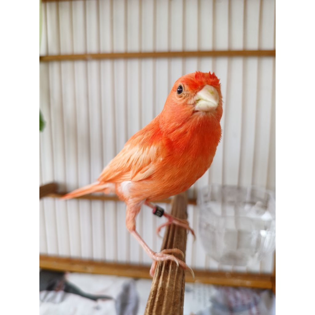 kenari merah lokal paud bahan jantan usia3bln