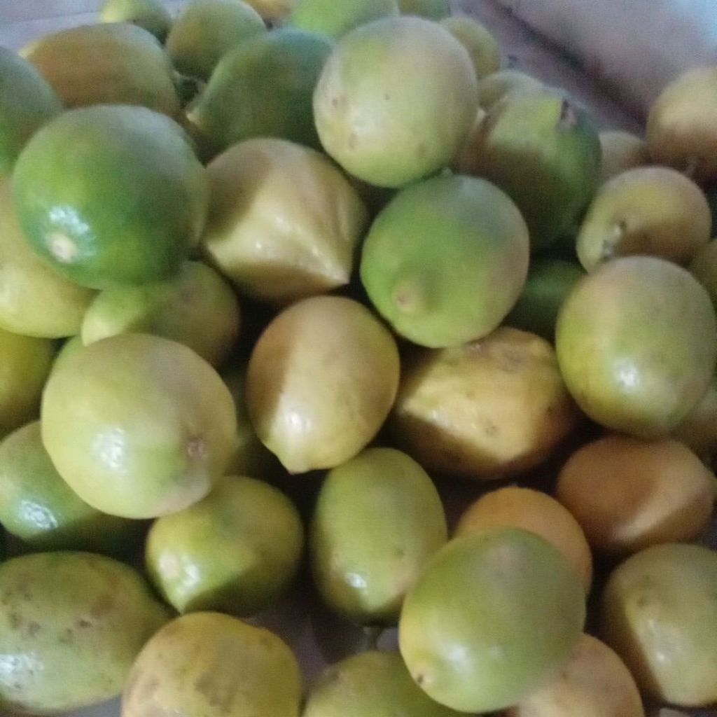 Lemon sigles/lemon lokal/fresh petik dari kebun/lemon diet