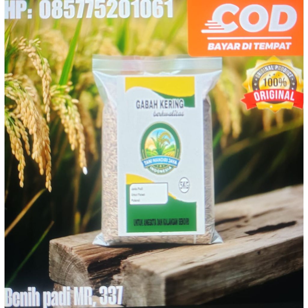 Benih padi mr 337
