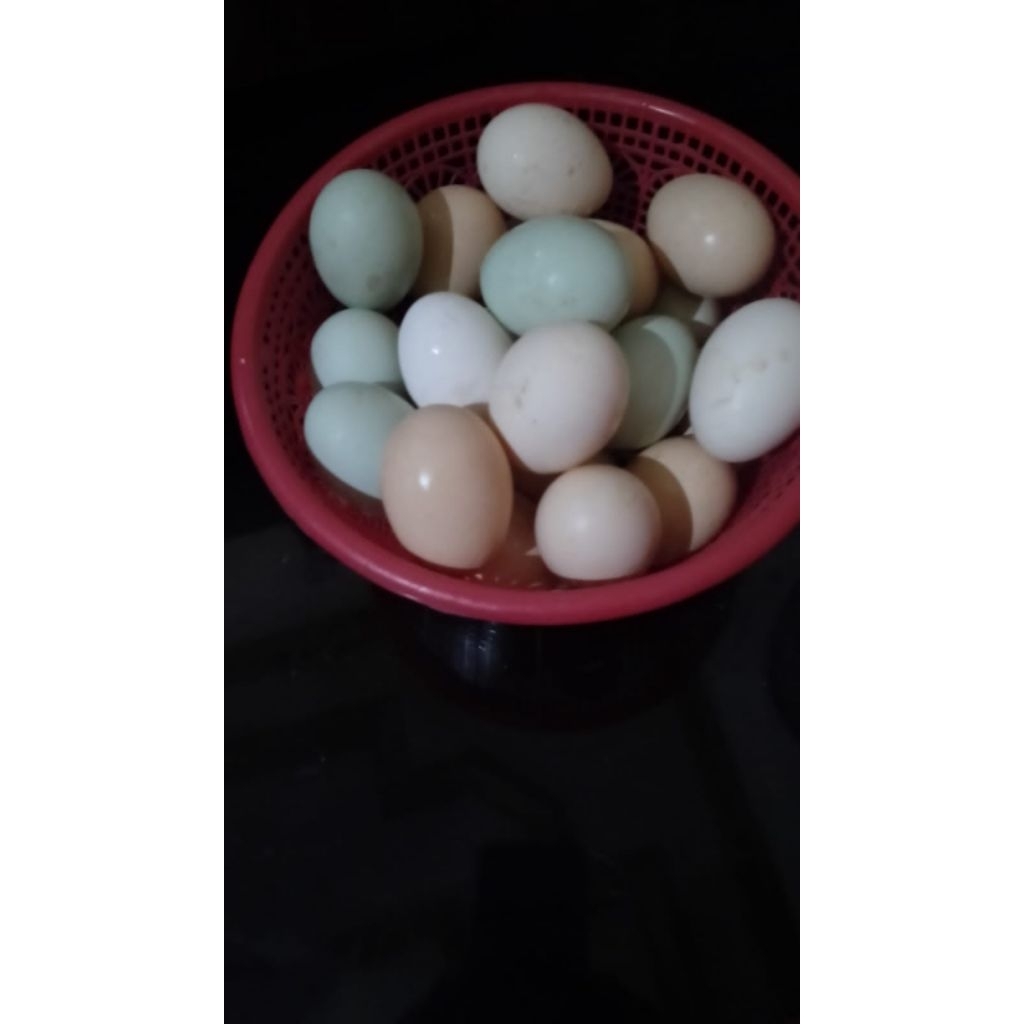 Telur Ayam Kampung Asli, yg kebiruan telur ayam kampung keturunan petarung Birma, Non konsentrat, ma