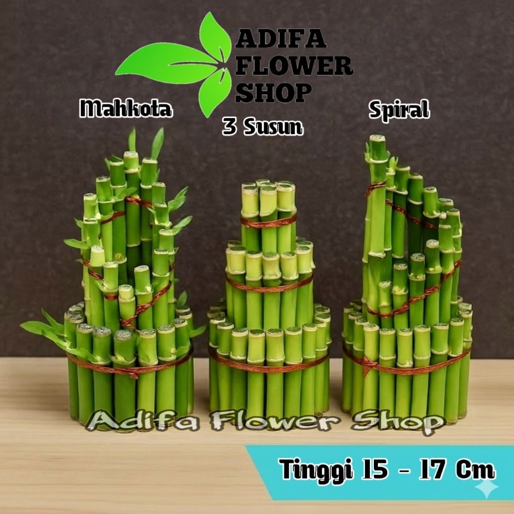 BAMBU HOKI TANAMAN HIAS - BAMBU REJEKI - SRI REJEKI - BAMBU AIR - INDOOR OUTDOOR