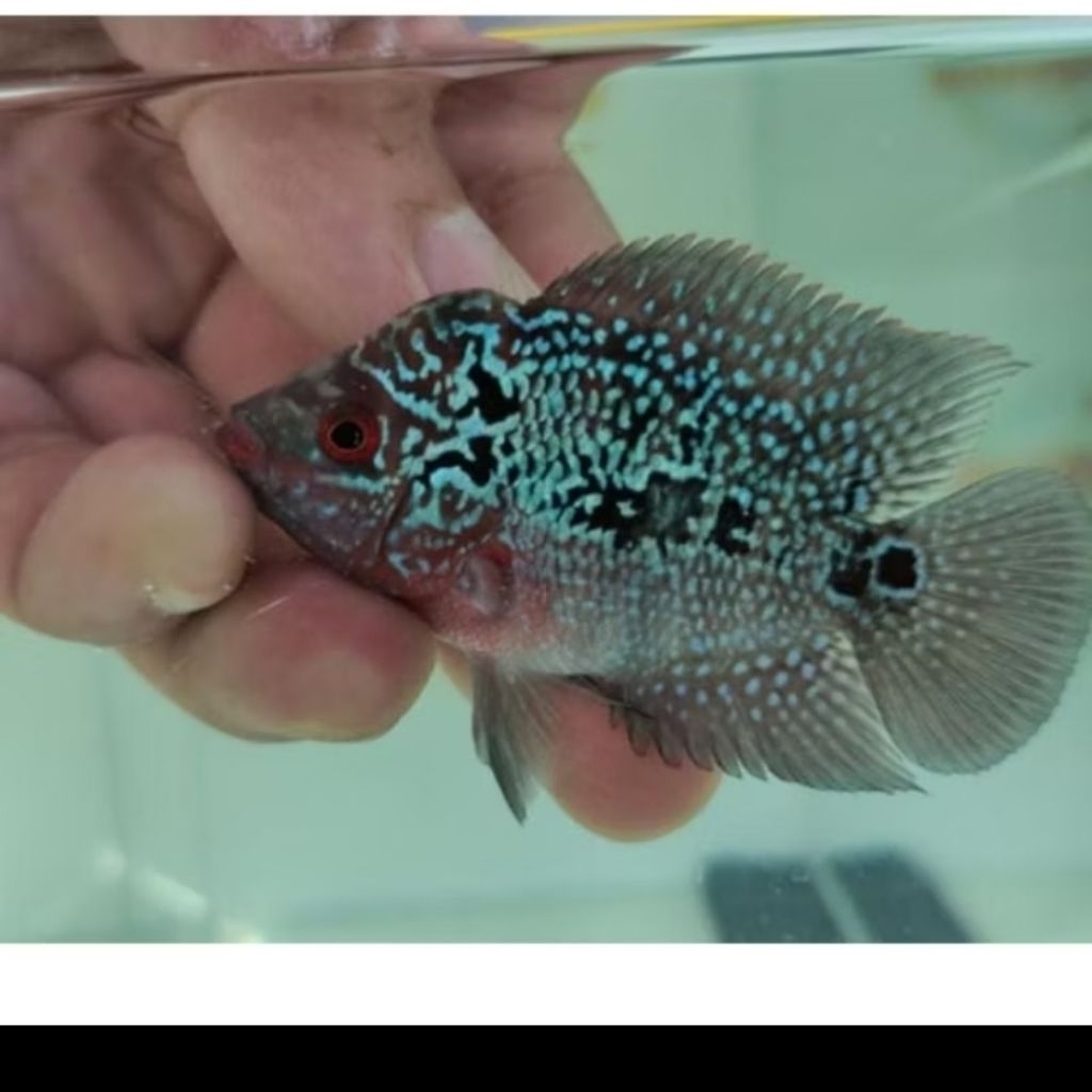 IKAN LOHAN SDR