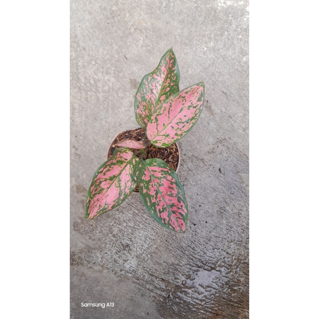 Aglonema Lady Valentine (Size Remaja) (1)