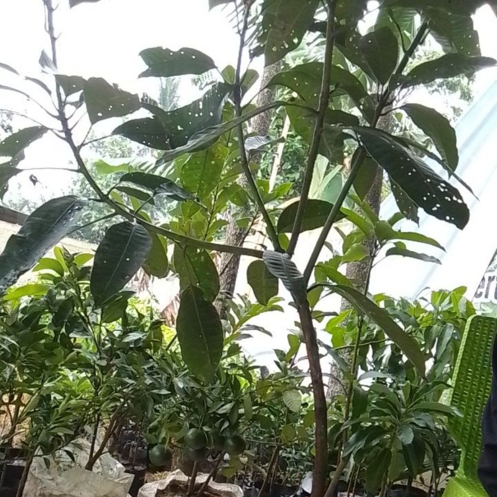 Mangga Kweni Super Jumbo